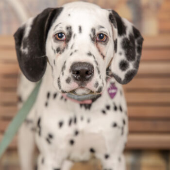 Concorso Fotografico - QuattroZampe in Fiera - Torino - Novembre 2025