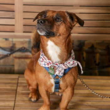 Concorso Fotografico - QuattroZampe in Fiera - Torino - Novembre 2025