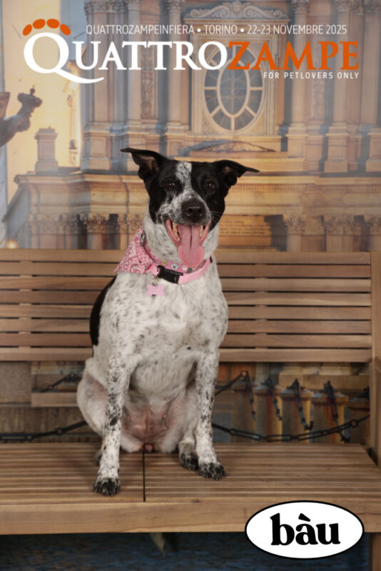Concorso Fotografico - QuattroZampe in Fiera - Torino - Novembre 2025