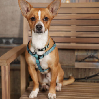 Concorso Fotografico - QuattroZampe in Fiera - Torino - Novembre 2025