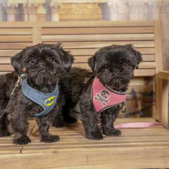 Concorso Fotografico - QuattroZampe in Fiera - Torino - Novembre 2025