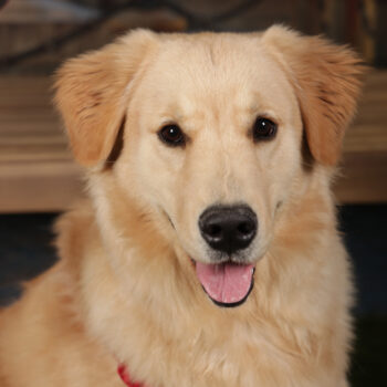 Concorso Fotografico - QuattroZampe in Fiera - Torino - Novembre 2025