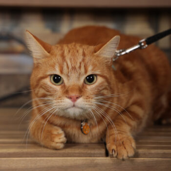 Concorso Fotografico - QuattroZampe in Fiera - Torino - Novembre 2025