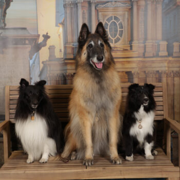 Concorso Fotografico - QuattroZampe in Fiera - Torino - Novembre 2025