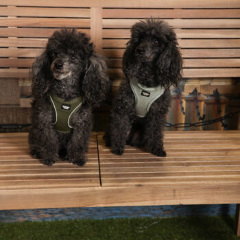 Concorso Fotografico - QuattroZampe in Fiera - Torino - Novembre 2025