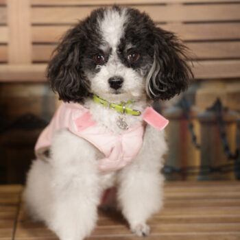 Concorso Fotografico - QuattroZampe in Fiera - Torino - Novembre 2025