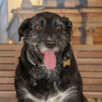 Concorso Fotografico - QuattroZampe in Fiera - Torino - Novembre 2025