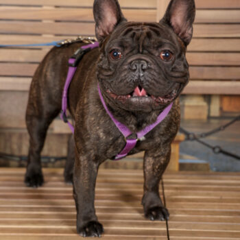 Concorso Fotografico - QuattroZampe in Fiera - Torino - Novembre 2025