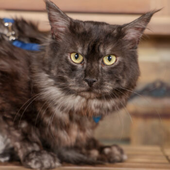 Concorso Fotografico - QuattroZampe in Fiera - Torino - Novembre 2025