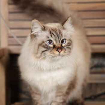 Concorso Fotografico - QuattroZampe in Fiera - Torino - Novembre 2025