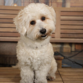 Concorso Fotografico - QuattroZampe in Fiera - Torino - Novembre 2025