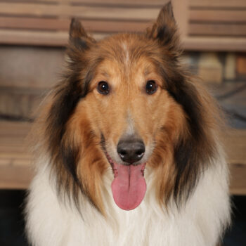 Concorso Fotografico - QuattroZampe in Fiera - Torino - Novembre 2025