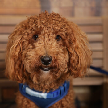 Concorso Fotografico - QuattroZampe in Fiera - Torino - Novembre 2025