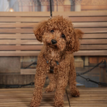 Concorso Fotografico - QuattroZampe in Fiera - Torino - Novembre 2025