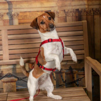 Concorso Fotografico - QuattroZampe in Fiera - Torino - Novembre 2025