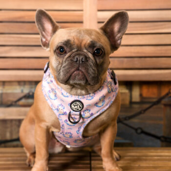 Concorso Fotografico - QuattroZampe in Fiera - Torino - Novembre 2025