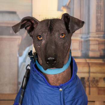 Concorso Fotografico - QuattroZampe in Fiera - Torino - Novembre 2025