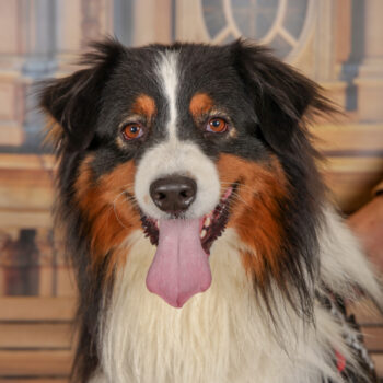 Concorso Fotografico - QuattroZampe in Fiera - Torino - Novembre 2025