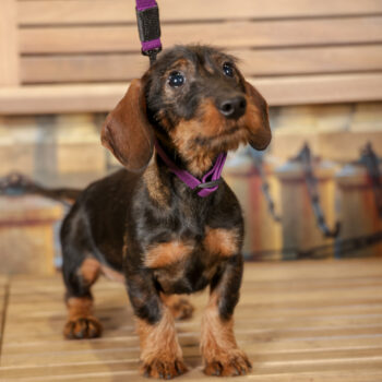 Concorso Fotografico - QuattroZampe in Fiera - Torino - Novembre 2025