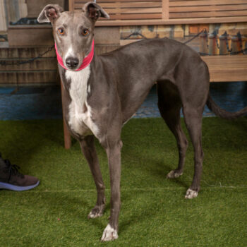 Concorso Fotografico - QuattroZampe in Fiera - Torino - Novembre 2025