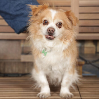 Concorso Fotografico - QuattroZampe in Fiera - Torino - Novembre 2025