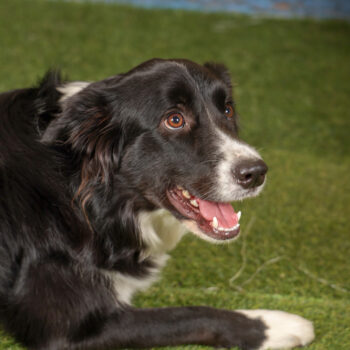 Concorso Fotografico - QuattroZampe in Fiera - Torino - Novembre 2025