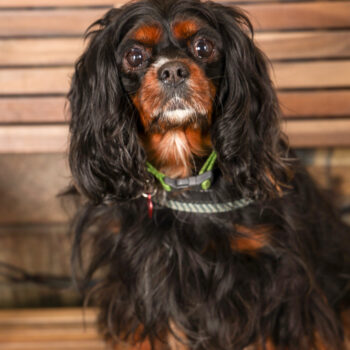 Concorso Fotografico - QuattroZampe in Fiera - Torino - Novembre 2025