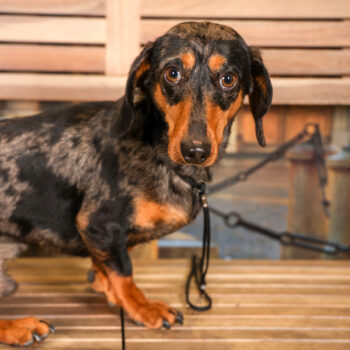 Concorso Fotografico - QuattroZampe in Fiera - Torino - Novembre 2025