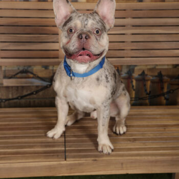 Concorso Fotografico - QuattroZampe in Fiera - Torino - Novembre 2025