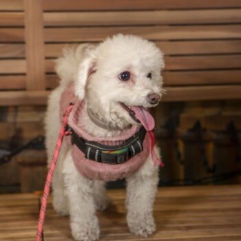 Concorso Fotografico - QuattroZampe in Fiera - Torino - Novembre 2025