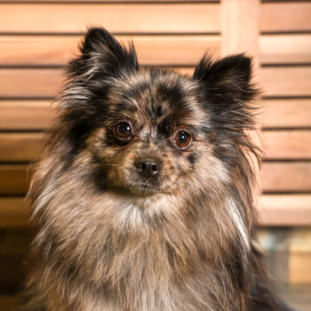 Concorso Fotografico - QuattroZampe in Fiera - Torino - Novembre 2025