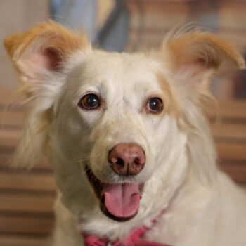 Concorso Fotografico - QuattroZampe in Fiera - Torino - Novembre 2025