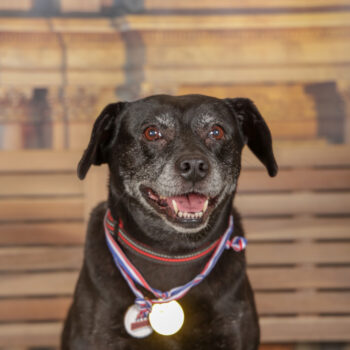 Concorso Fotografico - QuattroZampe in Fiera - Torino - Novembre 2025