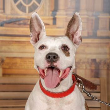 Concorso Fotografico - QuattroZampe in Fiera - Torino - Novembre 2025