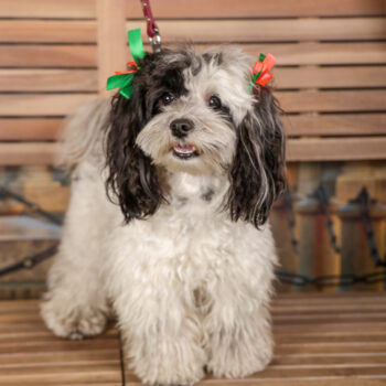 Concorso Fotografico - QuattroZampe in Fiera - Torino - Novembre 2025