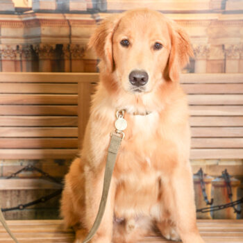 Concorso Fotografico - QuattroZampe in Fiera - Torino - Novembre 2025