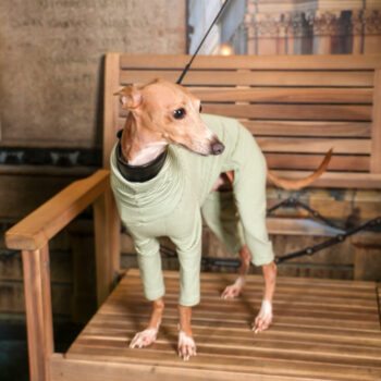 Concorso Fotografico - QuattroZampe in Fiera - Torino - Novembre 2025