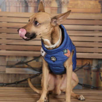 Concorso Fotografico - QuattroZampe in Fiera - Torino - Novembre 2025