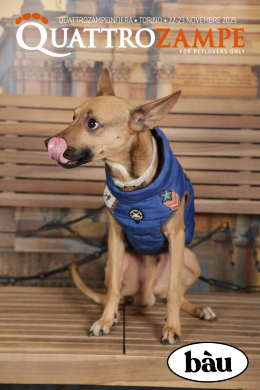 Concorso Fotografico - QuattroZampe in Fiera - Torino - Novembre 2025