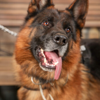 Concorso Fotografico - QuattroZampe in Fiera - Torino - Novembre 2025