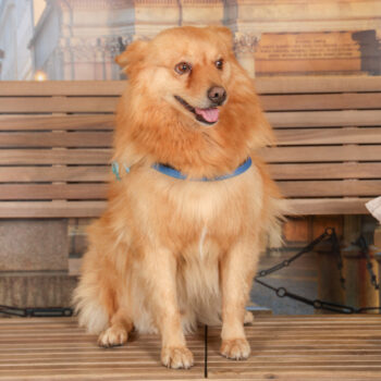 Concorso Fotografico - QuattroZampe in Fiera - Torino - Novembre 2025