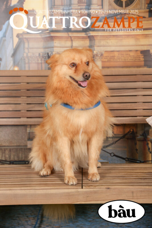 Concorso Fotografico - QuattroZampe in Fiera - Torino - Novembre 2025