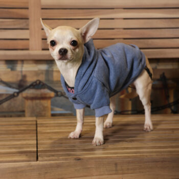 Concorso Fotografico - QuattroZampe in Fiera - Torino - Novembre 2025