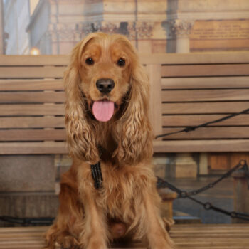 Concorso Fotografico - QuattroZampe in Fiera - Torino - Novembre 2025