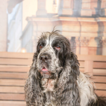 Concorso Fotografico - QuattroZampe in Fiera - Torino - Novembre 2025