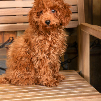 Concorso Fotografico - QuattroZampe in Fiera - Torino - Novembre 2025