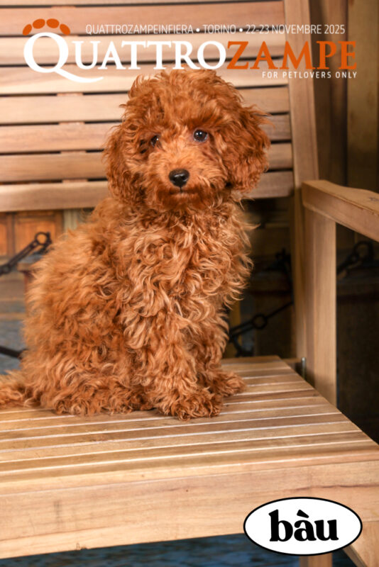 Concorso Fotografico - QuattroZampe in Fiera - Torino - Novembre 2025