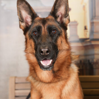 Concorso Fotografico - QuattroZampe in Fiera - Torino - Novembre 2025