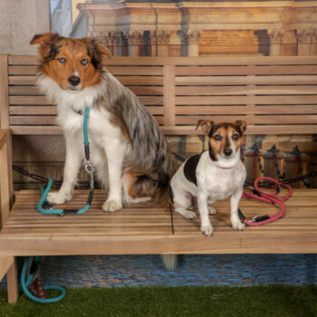 Concorso Fotografico - QuattroZampe in Fiera - Torino - Novembre 2025