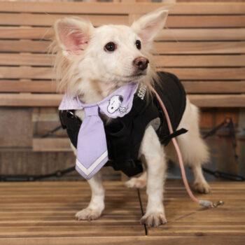 Concorso Fotografico - QuattroZampe in Fiera - Torino - Novembre 2025